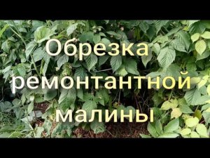 Как обрезать ремонтантную малину летом