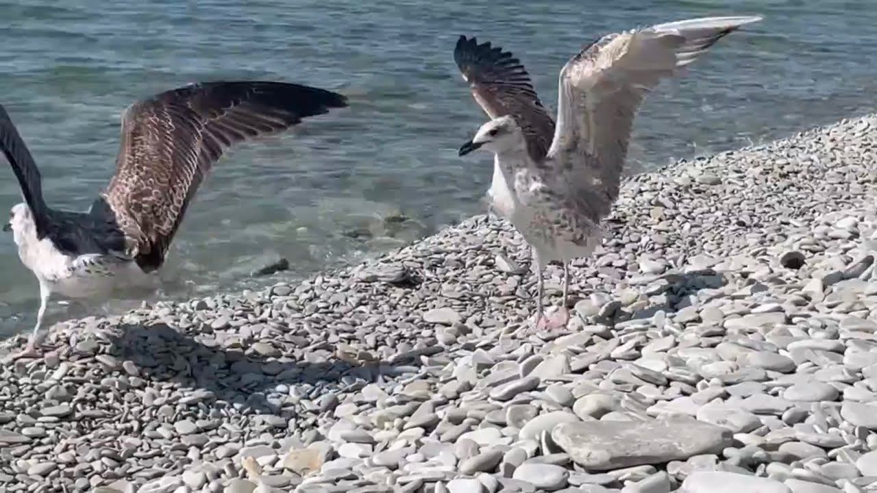 Чайки. Кто самый смелый, тот самый сытый. Sea gulls. Who is the bravest, the most well-fed. смотреть онлайн