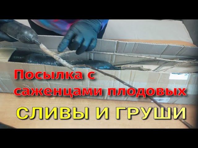 ПОСЫЛКА ИЗ РУССКОГО ОГОРОДА. СЛИВЫ И ГРУШИ смотреть онлайн