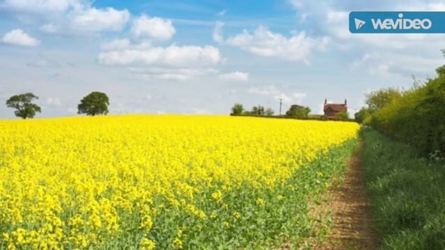 Columbus Dazzlers Ugadi Fusion