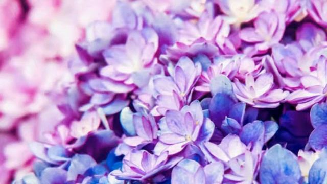 ✨Relaxing Music for Stress Relief.💆Soothing Music for Meditation, Healing,Therapy,Sleep,Spa,Relax.. смотреть онлайн