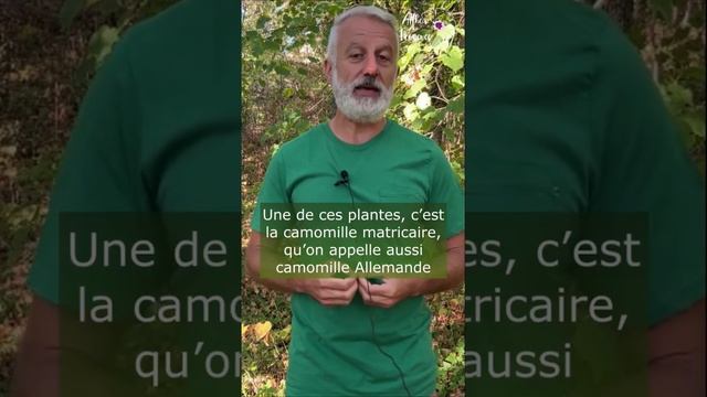 La camomille Allemande : un must au jardin ou au balcon 🌼 смотреть онлайн