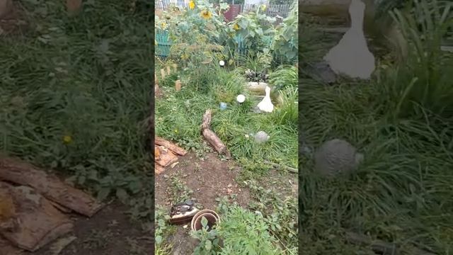 #Гуси у бабуси смотреть онлайн