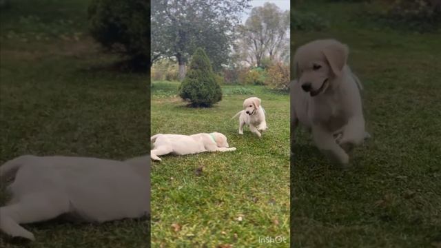 Щенки золотистого ретривера. смотреть онлайн