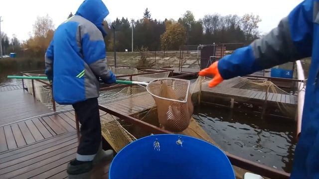 зарыбление 400 кг форели смотреть онлайн