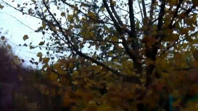 Железов Валерий Дикая уссурийская груша как фундамент северных культурных груш смотреть онлайн