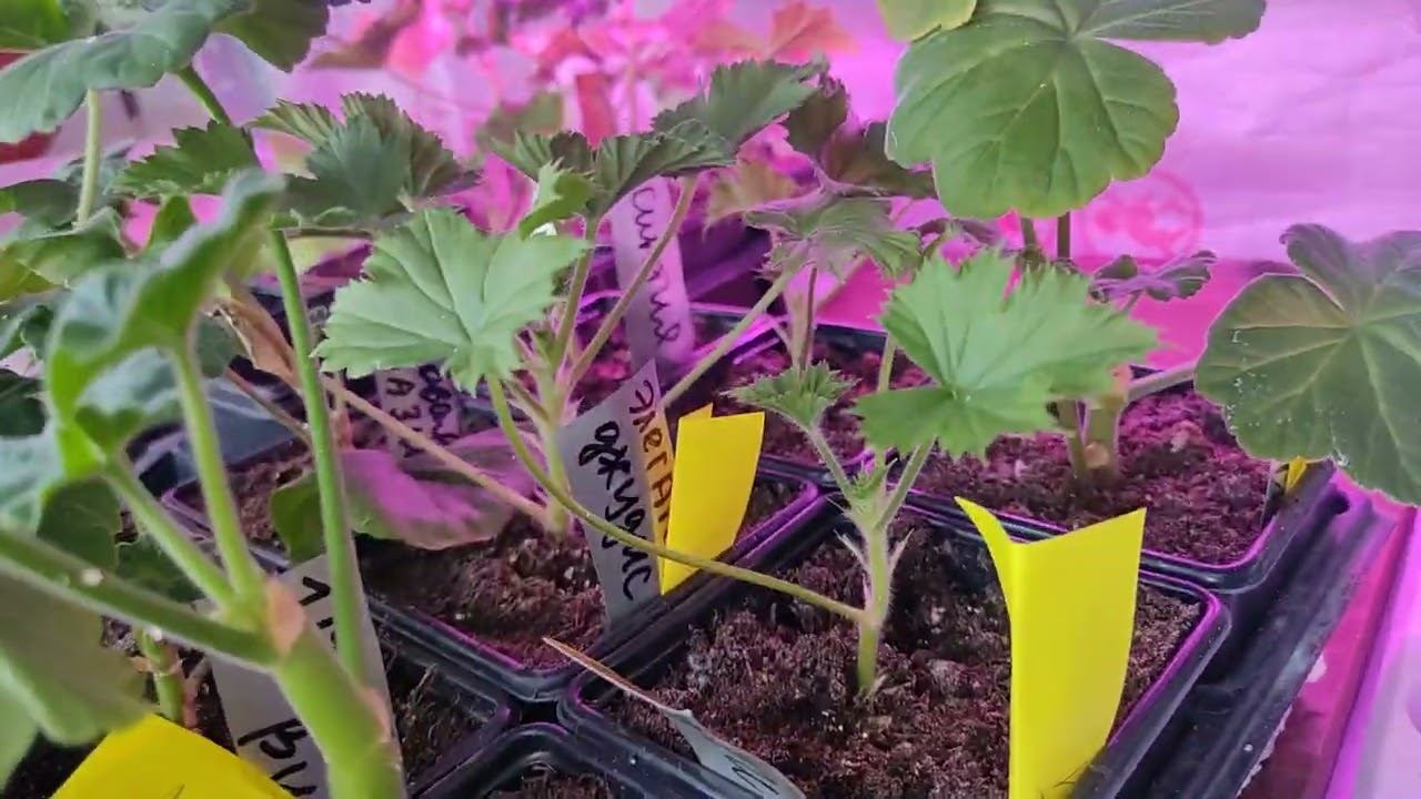 ПЕЛАРГОНИИ. 20 ДНЕЙ ПОСЛЕ "РЕАНИМАЦИИ". ВЫЖИЛИ ВСЕ!!! смотреть онлайн