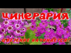 ЦИНЕРАРИЯ, ЦВЕТЕНИЕ НАЧИНАЕТСЯ!
