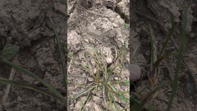 Mecaphesa asperata (Crab Spider) смотреть онлайн