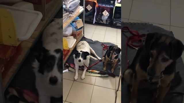 Сказки из жизни.приют. Сибирь.требуется помощь!помощь89135440512.подпишись! смотреть онлайн