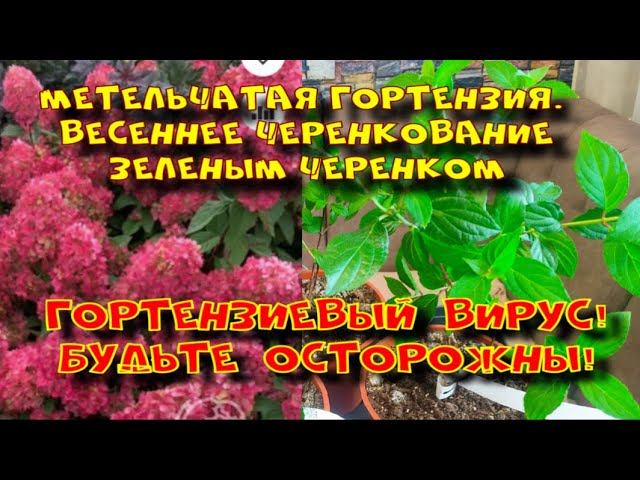 ГОРТЕНЗИЕВЫЙ ВИРУС. ЧЕРЕНКУЮ МЕТЕЛЬЧАТУЮ ГОРТЕНЗИЮ ЗЕЛЕНЫМ ЧЕРЕНКОМ. смотреть онлайн