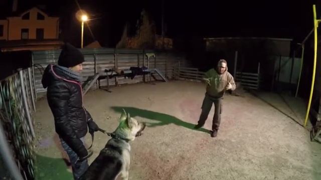 КЦ ЭМАН. Дрессировка собак смотреть онлайн