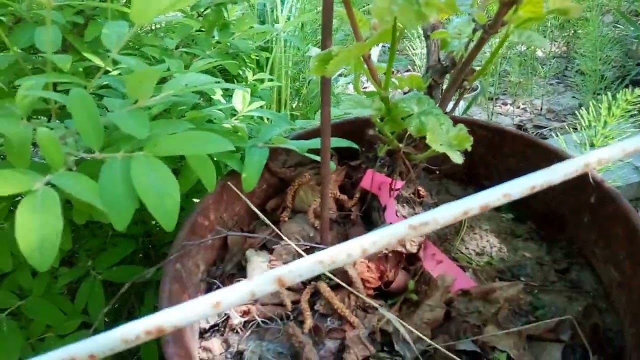 Цветение плодовых в моем мини саду. Сибирь смотреть онлайн