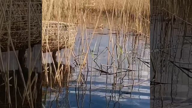 "Посмотри" Ирина Сафронова.mp4 смотреть онлайн