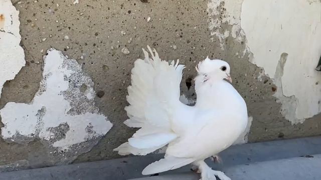 Голуби павлины. Индийские павлины 2020. Indian fantail pigeon смотреть онлайн
