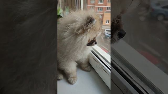 Моя Тучка🐶🥰🥰#собака #собаки #dog #шпиц #shpitz смотреть онлайн