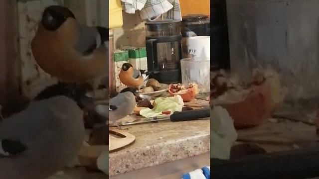 Зяблик и снегири смотреть онлайн