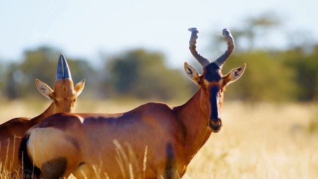 13 === Wildlife in Mabuasehube, Botswana смотреть онлайн