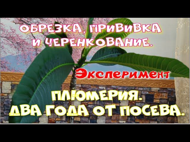 Плюмерия Обрезка и черенкование. (Ч.2) смотреть онлайн