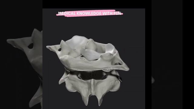 Demonstration of the Transverse ligament of atlas and its function. смотреть онлайн