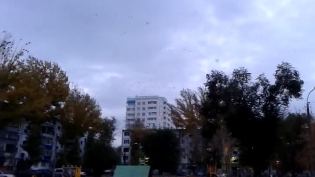 Галки над Оренбургом в стаи собираются. смотреть онлайн