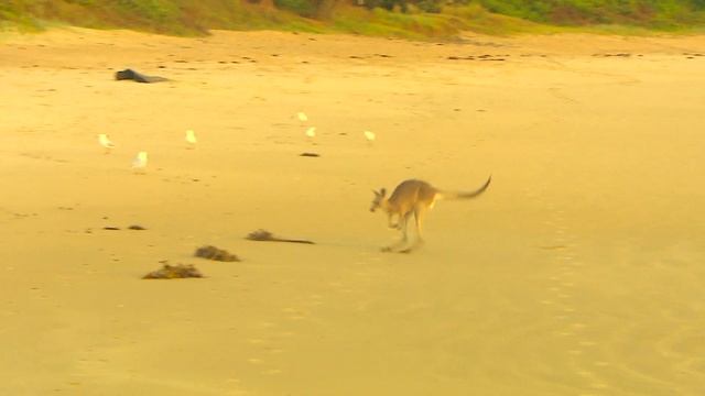 Power Up 2_ Unit 5_Animal world_01 Unit opener_ page 56 смотреть онлайн