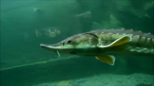 Odrarium Zoo Wrocław - Dolny Śląsk, Atrakcje Turystyczne w Polsce смотреть онлайн