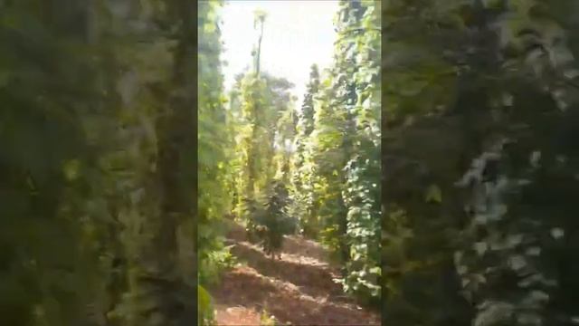 Nhà đất Daklak. Huyện CưMgar, 2 mặt tiền dài 140m, gần nhựa смотреть онлайн