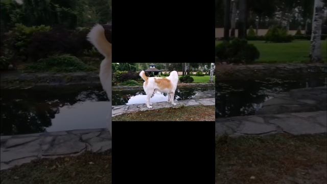 малыш алабай вырос смотреть онлайн
