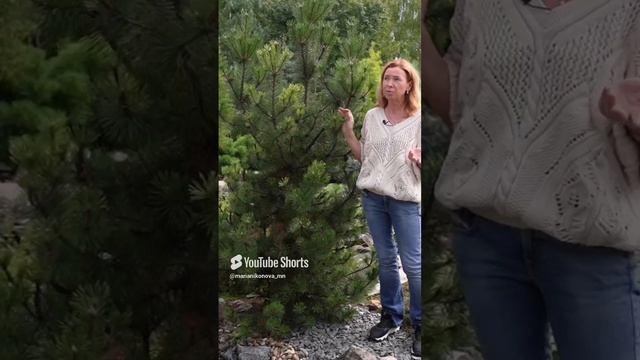 Сосна Хамелеон. смотреть онлайн