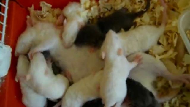 Крысятки.AVI смотреть онлайн