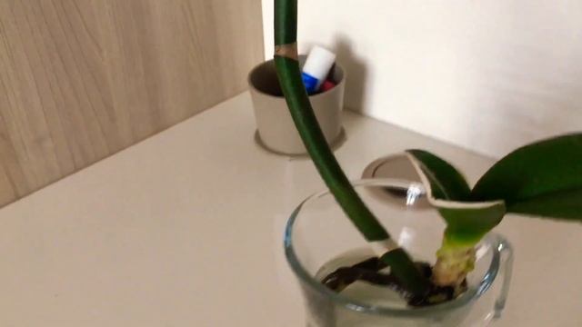 Suda Orkide Köklendirme смотреть онлайн