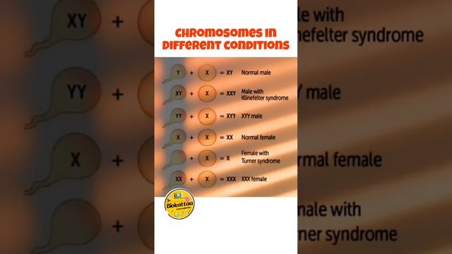 Chromosomes in Different Genetic Disorders! #neet #genetics #neet2024 #chromosome смотреть онлайн