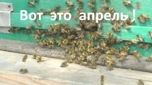 Что может дать апрель пчелам