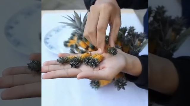 Advantacious Embryogenesis-parthinocarpic fruits in pineapple смотреть онлайн