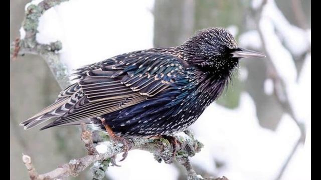 30 марта / Весёлые скворцы смотреть онлайн