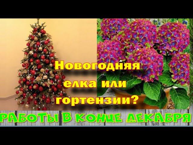 Новогодняя елка или гортензии? смотреть онлайн