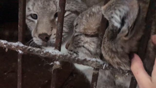 Рыси в конец одичали - уже трогать себя не дают :( смотреть онлайн