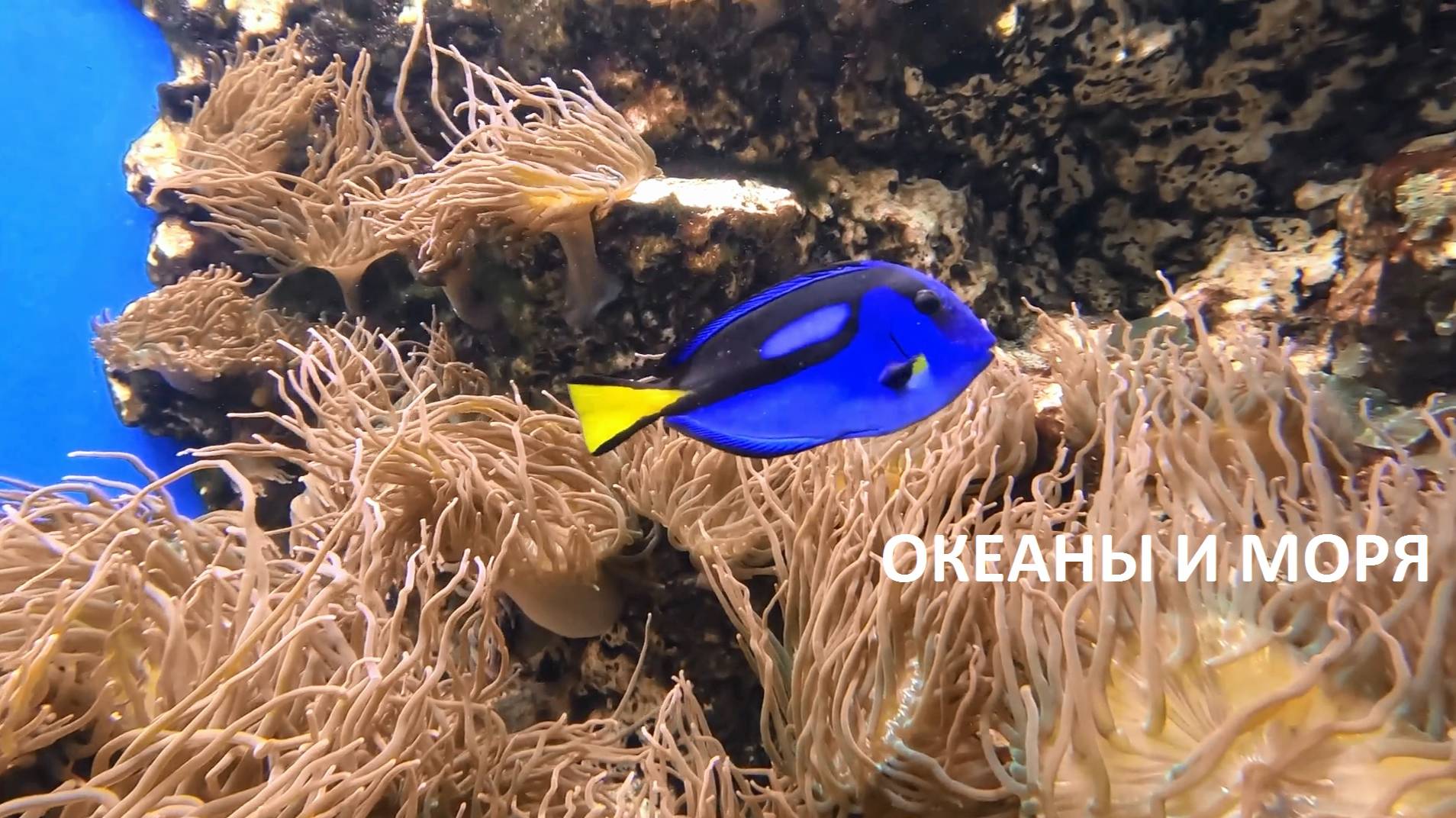 Московский океанариум. Океаны и моря