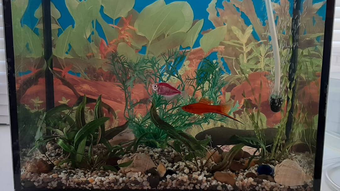 сомик перевёртыш