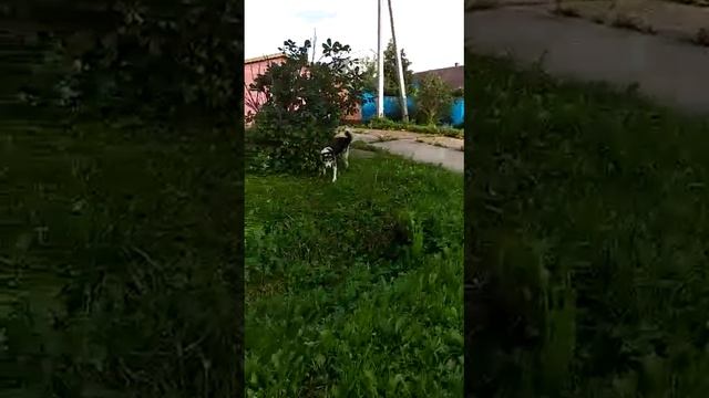 Прогулка в Подмосковье. Деревня Отрада смотреть онлайн