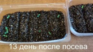 Посев виолы  на рассаду.