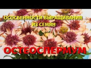 Остеоспермум. Выращивание из семян.