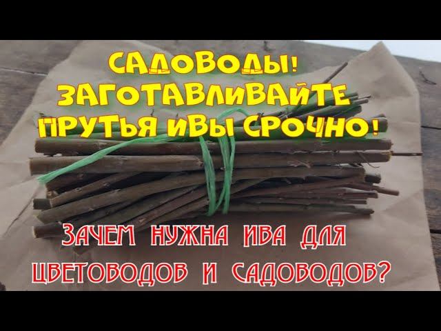 Заготовьте черенки ивы! Это лучший природный укоренитель для черенков. смотреть онлайн