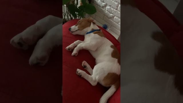 А говорят им не снятся сны ☺️