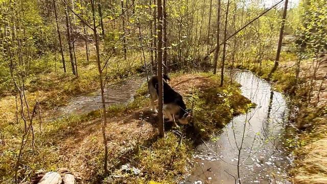 Щен Дарик в лесу и в воде. То ли лужа, то ли озерцо, то ли болото. Но брызги от скачков точно есть смотреть онлайн