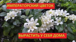 ИМПЕРАТОРСКИЙ ЦВЕТОК - МУРАЙЯ. КАК ВЫРАСТИТЬ ИЗ СЕМЯН
