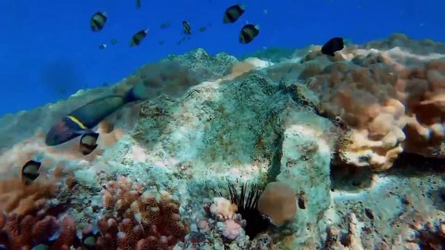 The Ocean 8k planet Ecology Film with Back to Summer Music. смотреть онлайн