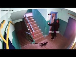 Уфимец спас собаку, которая повисла на собственном поводке, едва не умерев от удушья.