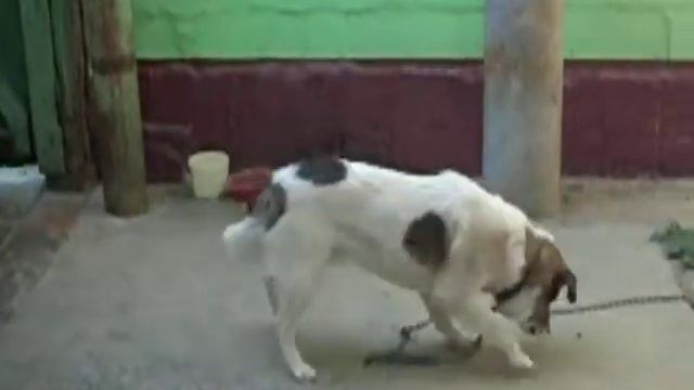 Пес ловит пчел смотреть онлайн